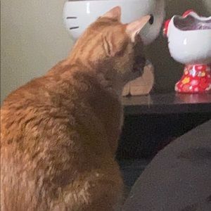 Meet your Posher, Amelia